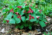 Trillium erectum
